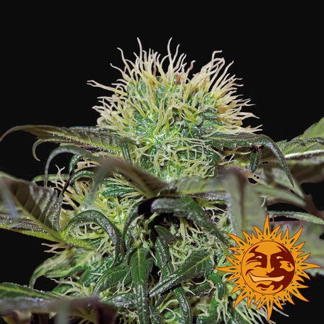 Barneys Farm Seeds - Bad Azz Kush - The JuicyJoint