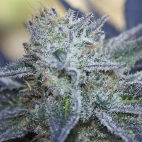 Ripper Seeds- Washing Machine Seeds - The JuicyJoint