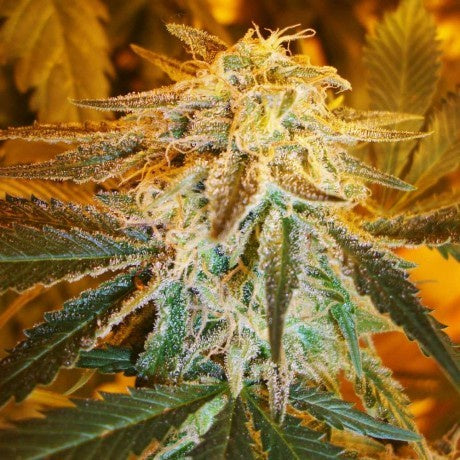 Nirvana Seeds - Northern Lights Auto - The JuicyJoint