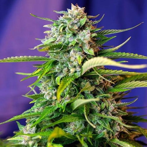 Sweet Seeds -  Jack 47 Auto