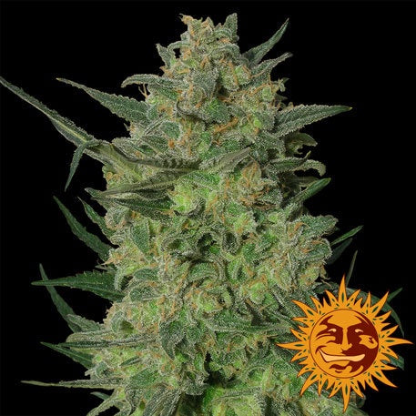 Barneys Farm Seeds - L.S.D. - The JuicyJoint