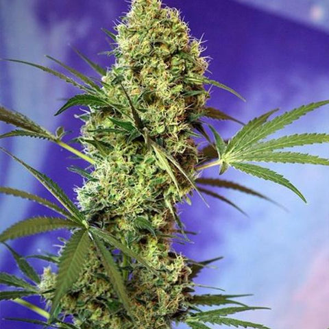 Sweet Seeds - Big Devil Auto