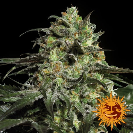 Barneys farm Seeds - Peyote Cookies - The JuicyJoint