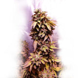 Holy Smoke Seeds - Strawberry Dawg Pound