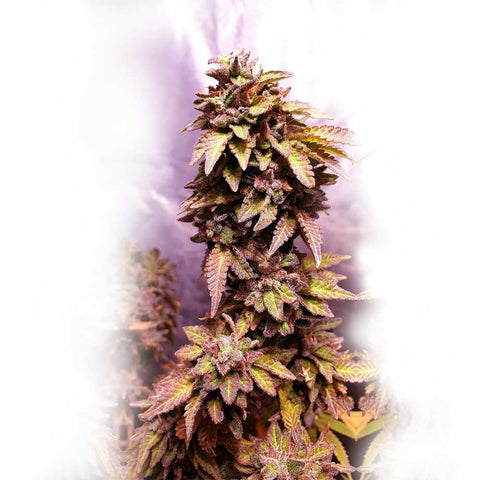 Holy Smoke Seeds - Strawberry Dawg Pound