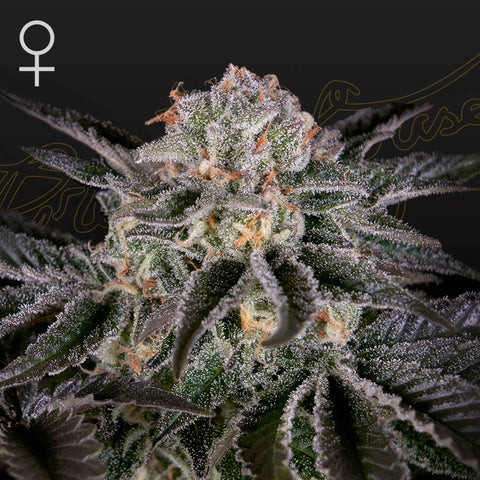 Green House Seeds - Wonder Pie