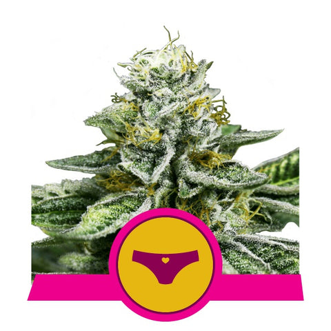 Royal Queen Seeds - Sherbet Queen