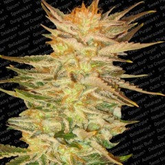 Paradise Seeds - Ice Cream - The JuicyJoint