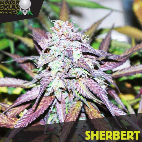 SALE!! Black Skull Seeds - Sherbert