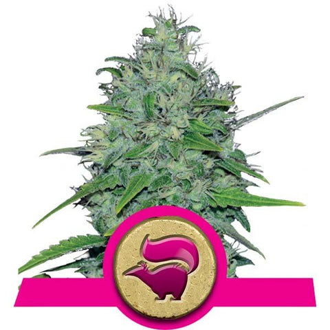 Royal Queen Seeds - Skunk XL - The JuicyJoint