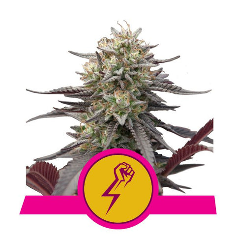 Royal Queen Seeds - Green Punch