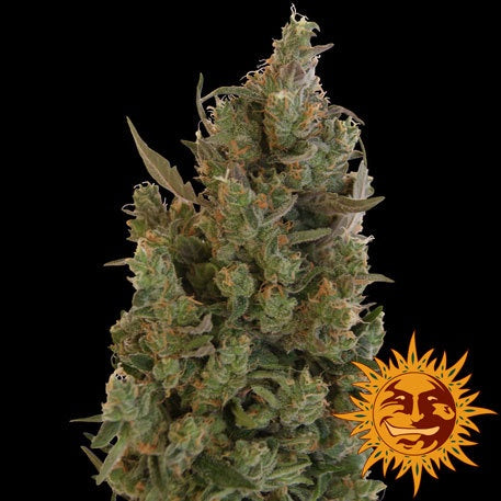 Barneys Farm Seeds - Blue Cheese - The JuicyJoint