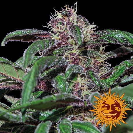 Barneys Farm Seeds - Ayahuasca Purple - The JuicyJoint