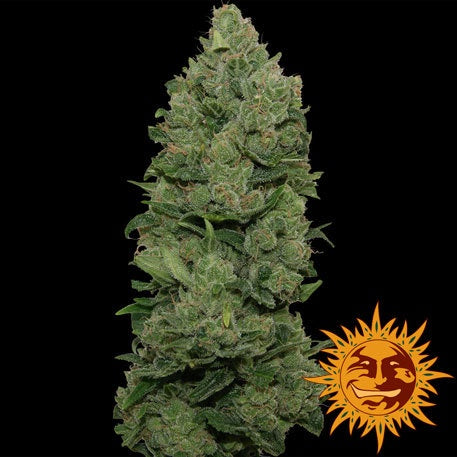 Barneys Farm Seeds - Top Dawg - The JuicyJoint