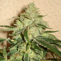 Karma Squad - Road Dawg (Star Dawg x Biker Kush / Hells Angels OG) - The JuicyJoint
