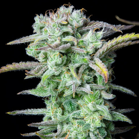 Fast Buds - Strawberry Banana Auto