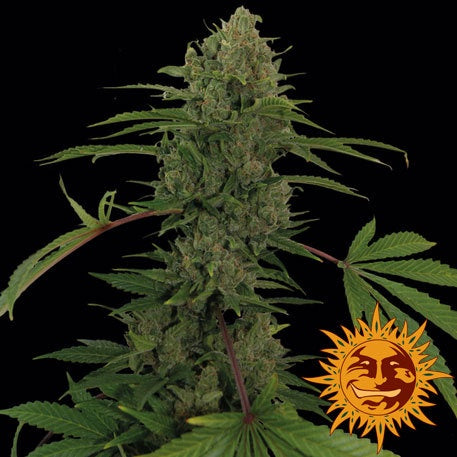 Barneys Farm Seeds - Critical Kush Auto - The JuicyJoint