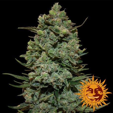 Barneys Farm Seeds - Cookies Kush - The JuicyJoint