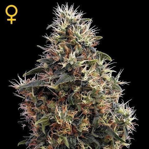 Green House Seeds - Sweet Mango Auto - The JuicyJoint