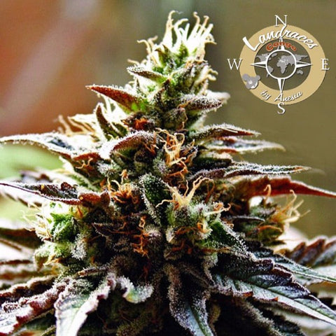 Anesia Seeds - Landraces - Congo