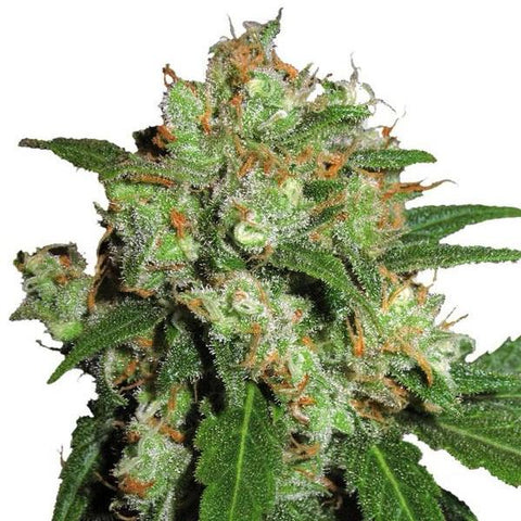 Sensi Seeds - Sensi Skunk - The JuicyJoint