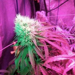 Holy Smoke Seeds - Strawberry Stardawg - The JuicyJoint