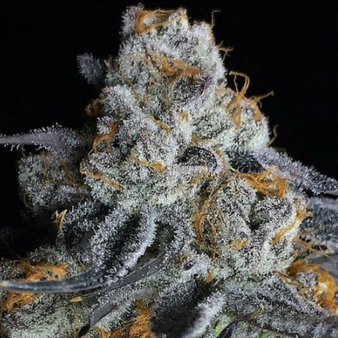 Big Head Seeds - Crystal Gelato - The JuicyJoint