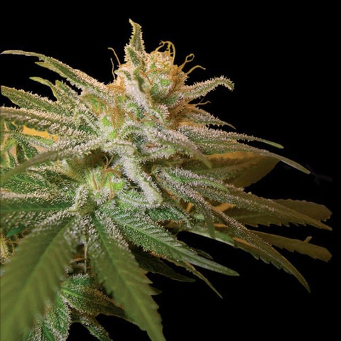 DNA Genetics - Kushberry