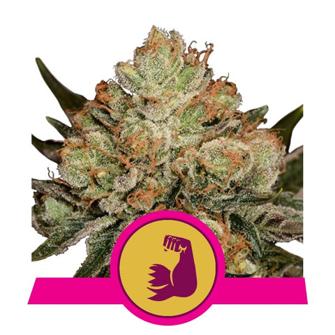 Royal Queen Seeds - Hulkberry