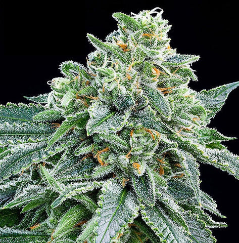 Anesia Seeds - Strawberry Tree