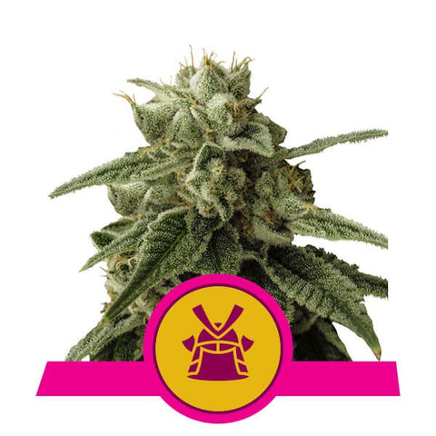 Royal Queen Seeds - Shogun