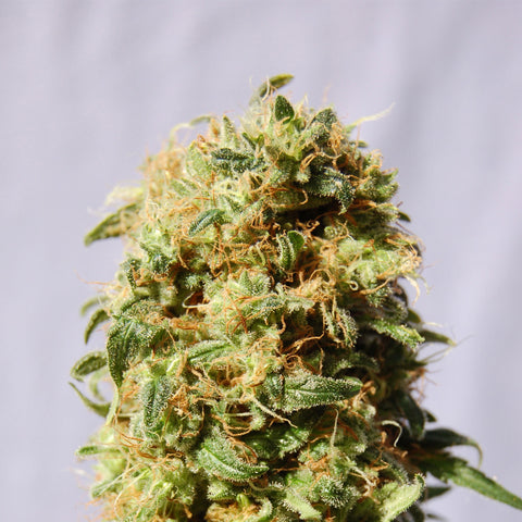 Kannabia - LA Reina De Africa  AKA  Kaboom - The JuicyJoint