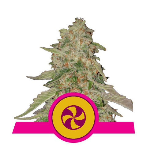 Royal Queen Seeds - Sweet ZZ (Sweet Zkittlez)
