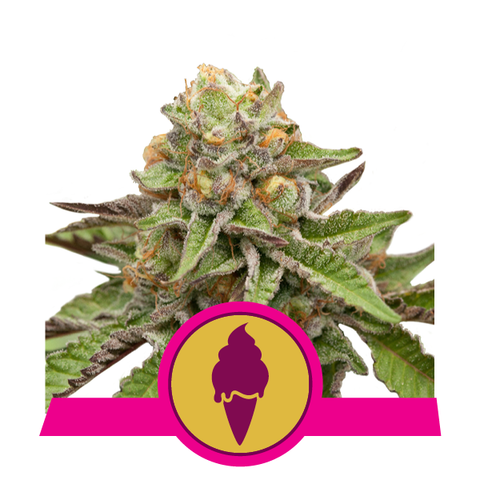 Royal Queen Seeds - Green Gelato - The JuicyJoint