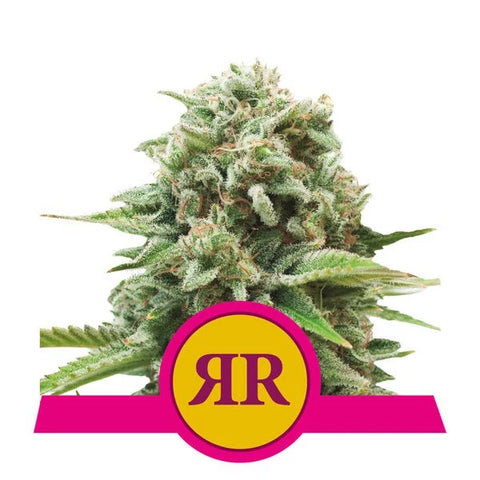 Royal Queen Seeds - Royal Runtz