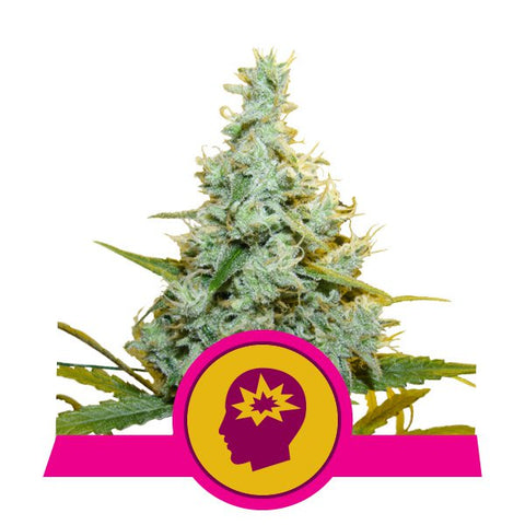 Royal Queen Seeds - AMG ( Amnesia Mac Ganja )