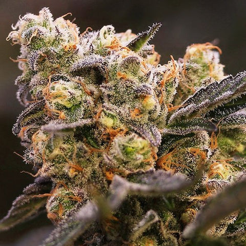 Anesia Seeds - Nova OG