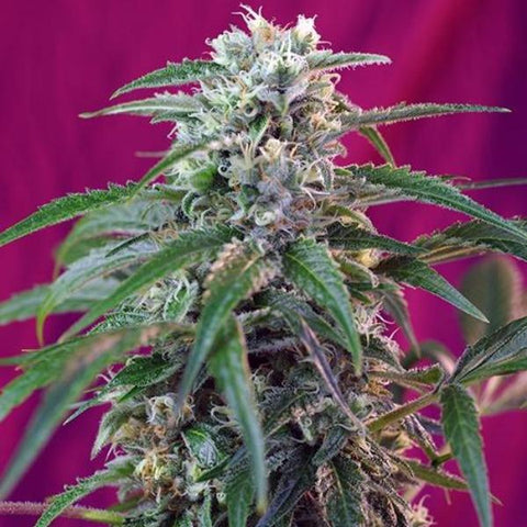 Sweet Seeds - Green Poison Auto