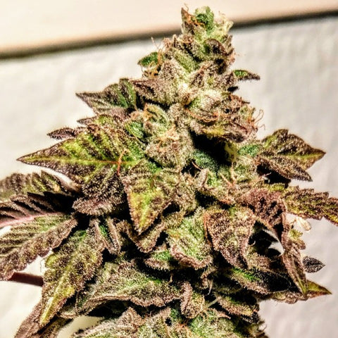 Holy Smoke Seeds - London Cookies - The JuicyJoint