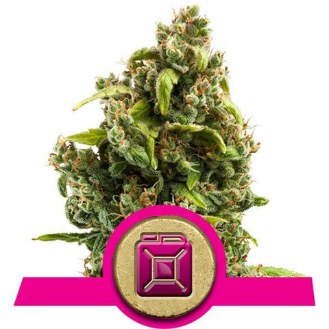 Royal Queen Seeds - Sour Diesel - The JuicyJoint