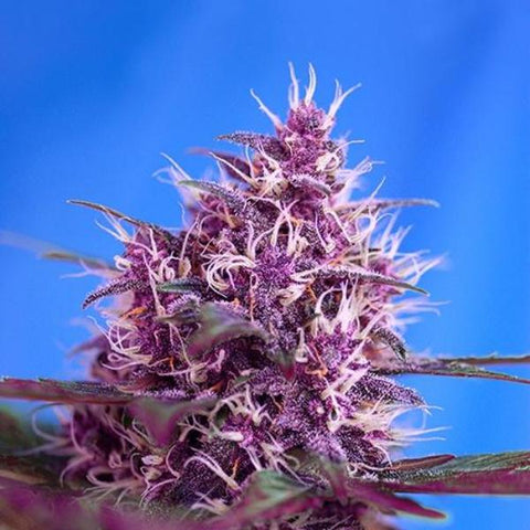 Sweet Seeds - Red Poison Auto