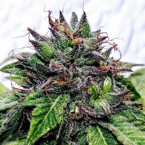 Holy Smoke Seeds - Special Needs - The JuicyJoint