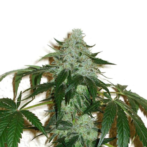 Karma Genetics - Road Dawg - Regular Seeds