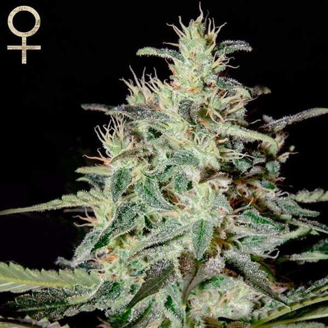 SALE!! Strain Hunters Seeds -  White Lemon
