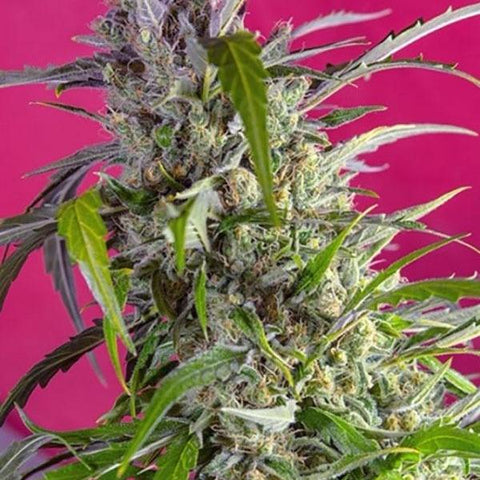 Sweet Seeds - Crystal Candy Auto