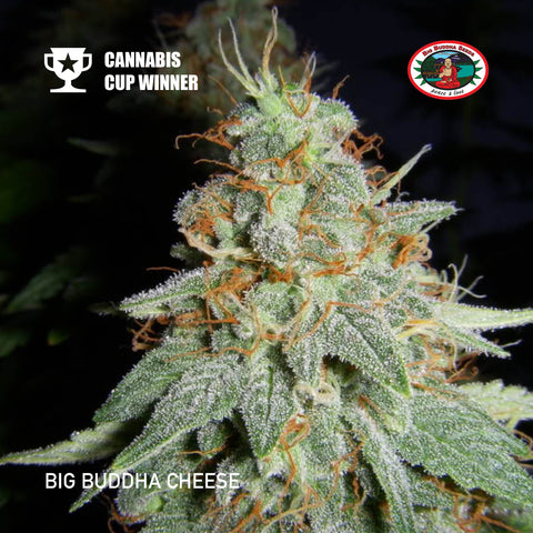 Big Buddha Seeds - Cheese - The JuicyJoint