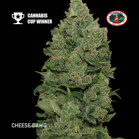 Big Buddha Seeds - Cheese Dawg - The JuicyJoint
