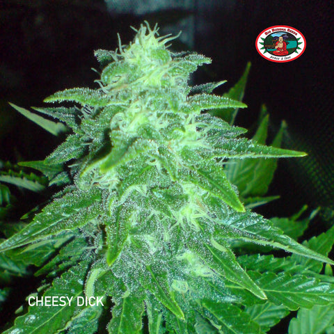 Big Buddha Seeds - Cheesy Dick - The JuicyJoint