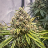 Conscious Genetics - 7 x Blue Kachina