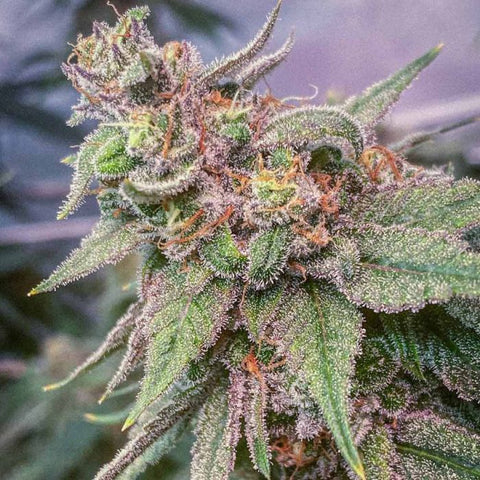 Conscious Genetics - 7 x Blue Kachina